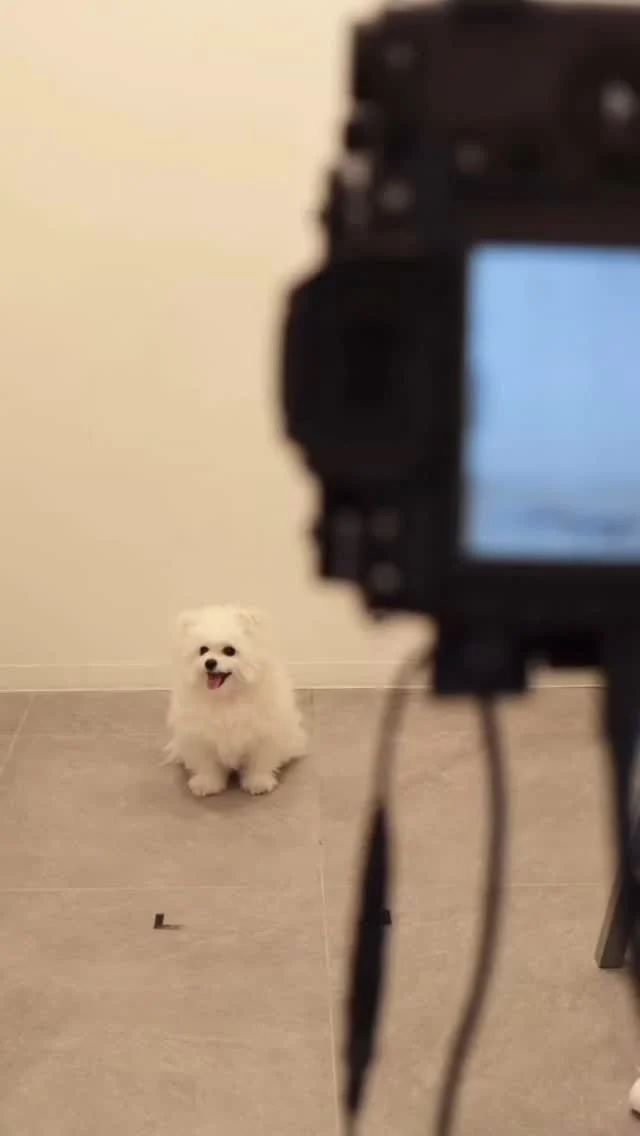 愛犬とセルフ写真館🐶❤️

✴︎1組10分3,000円 撮り放題！
✴︎全データお渡し
✴︎#ハーフサイズプリント 5枚付き

わんちゃんの誕生月にも、バースデー割使えます🎂🎈
なんと半額！
記念撮影にご利用ください！

ご予約はお電話で！
☎️03-6427-9703

飛び込みも大歓迎です🐕♡

#wonderphotoshop #ワンダーフォトショップ #fujifilm #富士フイルム #フジフイルム #表参道 #プリントデイズ #fujicolor #セルフ写真館 #セルフスタジオ #セルフ写真 #セルフ写真館東京 #セルフィー #セルフィー女子 #スタジオ撮影 #スタジオ写真 #自撮り写真 #韓国好きな人と繋がりたい #韓国スタジオ #記念日フォト #記念日撮影 #家族写真 #家族写真スタジオ #恋人写真 #ペットスタジオ #ペット写真館