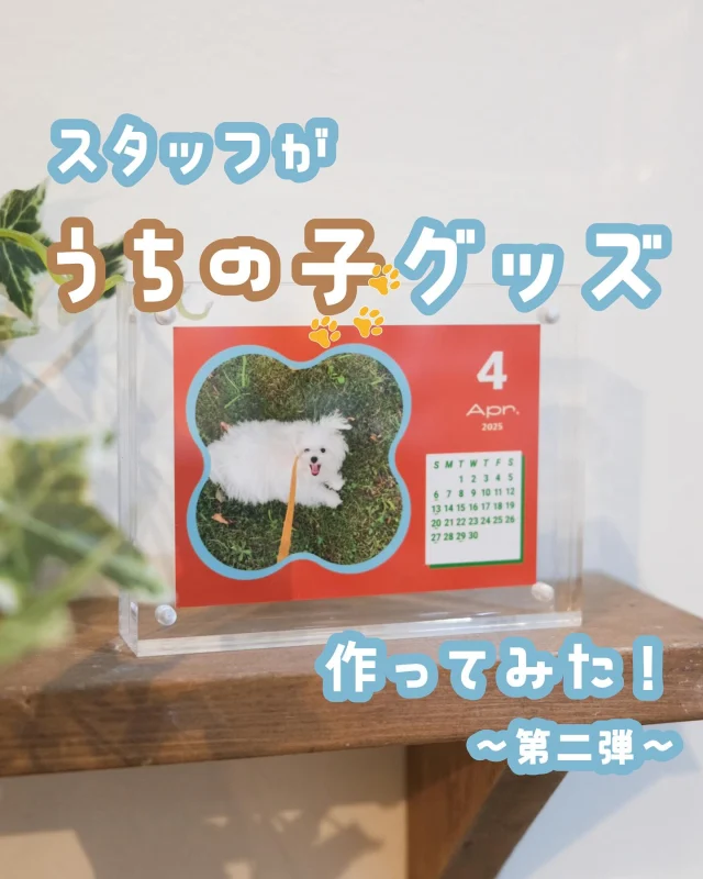 🦴第二弾🦴

うちの子愛が止まらない！🐶 
うちの子愛が収まらない！🐶
そんな愛犬ラヴァーのために、同じく愛犬溺愛スタッフが、実際に飼っている犬の写真を使ってうちの子グッズを作ってみました！！

最後には愛犬と一緒に遊べるサービスもご紹介★

-———
◆フォトブック
◆COYOMI カレンダー
◆セルフ写真館
-———

詳しくは当店ホームページのブログをご覧ください！

.

#wonderphotoshop #ワンダーフォトショップ #fujifilm #富士フイルム #フジフイルム #表参道 #プリントデイズ #fujicolor #うちの子グッズ #うちの子グッズも作れます #愛犬グッズ #オリジナルグッズ #オリジナルグッズ制作 #オリジナルグッズ作成 #うちのこグッズ #ウチの子グッズ #飼い主バカ #いぬのいる暮らし #いぬすたぐらむ #いぬグッズ #犬グッズ #うちの子カレンダー #オリジナルカレンダー #セルフ写真館 #フォトブック #フォトブック作成 #愛犬写真 #うちの子グッズも作れます #思い出記録 #おうち記念日 #うちの子記念日